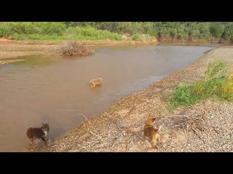 Elbert Island Bar Super Cub Landing