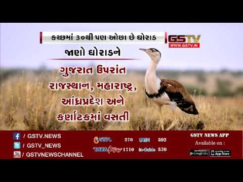 download lagu mp3 mp4 Great Indian Bustard In Gujarati, download lagu Great Indian Bustard In Gujarati gratis, unduh video klip Great Indian Bustard In Gujarati