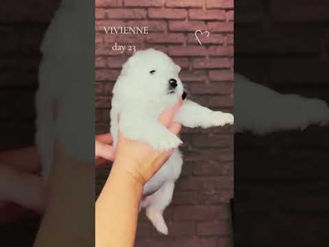 Samoyed puppy for sale