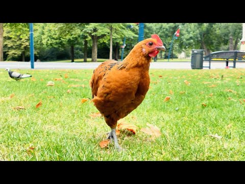 Life through the eyes of a chicken