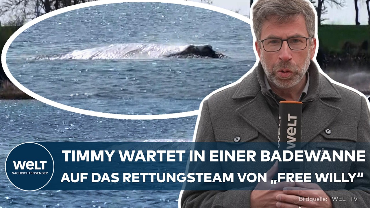 WAL-WAHNSINN: „Es schlägt skurrile Wellen“| Bronze-Statue von Timmy? Free Willy Team soll nun retten