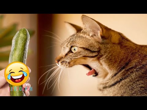 Смешные видео 2020 ● Смешные испуги людей и животных - приколы с котами и собаками, КОТЫ ПРИКОЛЫ #2