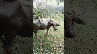 Download lagu HOW ARE YOU ...ARE YOU OK? #carabao #carabaocup mp3 Download lagu HOW ARE YOU ...ARE YOU OK? #carabao #carabaocup mp3