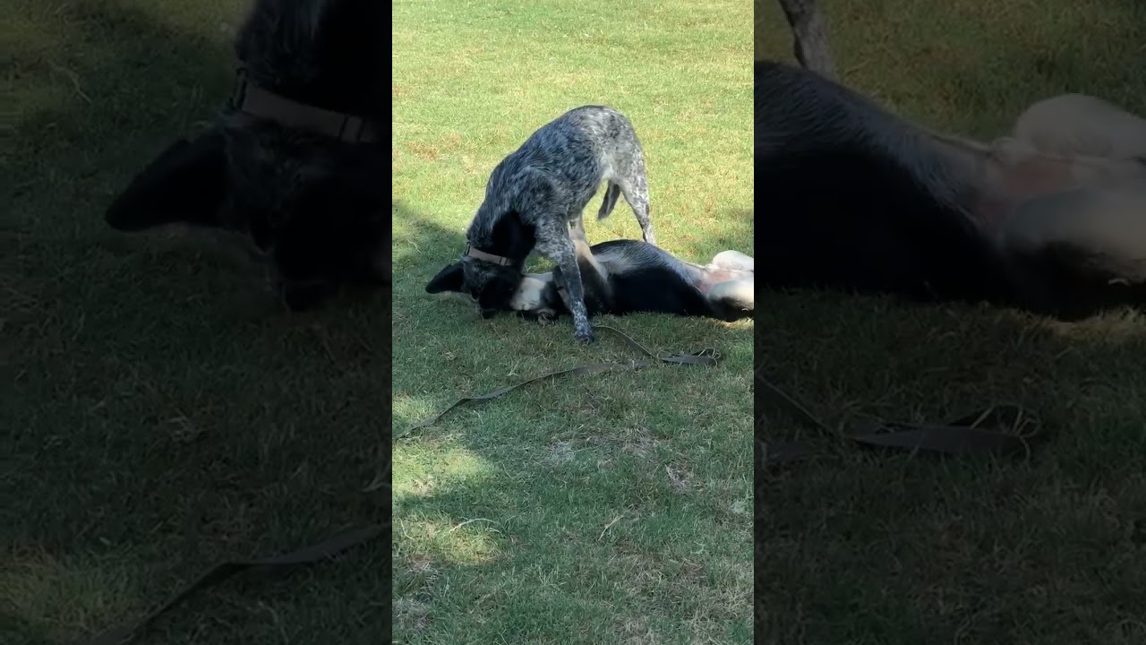 Enlarge Ella, a Adoptable mixed breed in Fresno, CA video 6/6