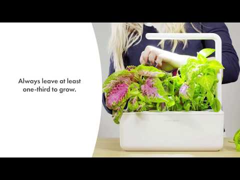 Click &amp; Grow sėklos išmaniajam vazonui - Margenis darželinis, 3vnt. video