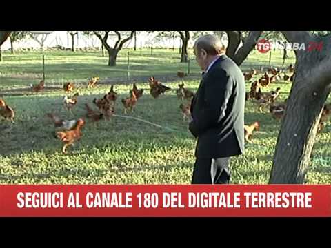 download lagu mp3 mp4 Amadori, download lagu Amadori gratis, unduh video klip Amadori