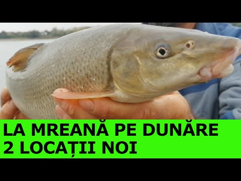 PESCUIT la DUNARE LA FEEDER ,DOUĂ LOCAȚII NOI DE PESCUIT#GÂRLA MARE #PORȚILE DE FIER
