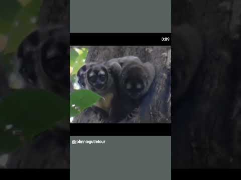 Martejas,Monos nocturnos en Victoria Caldas con Kahuma Aventuras