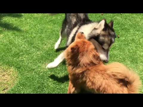 Wolfside