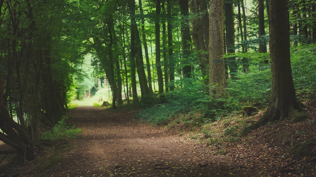 🌳 4K - Relaxing Nature Sounds For Stress Relief, Forest Sounds, Bird Song, No AI