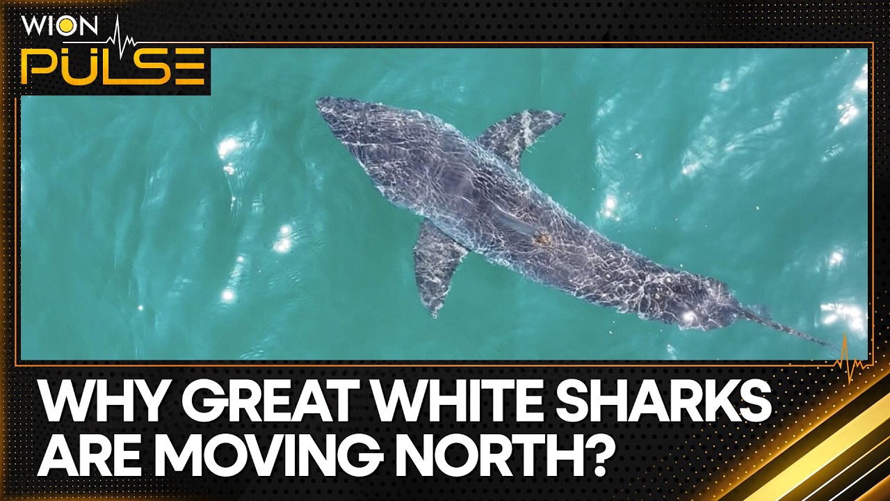 California's Shark Invasion: Great Whites Return In Record Numbers | WION Pulse