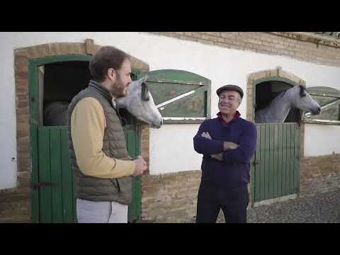 TODOCABALLO Capítulo 18: Volteo y la magia del Pura Raza Árabe