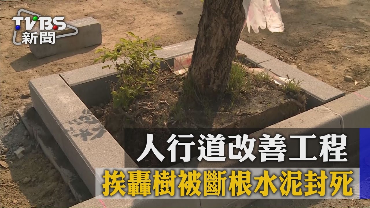 人行道改善工程挨轟 樹被斷根、水泥封死
