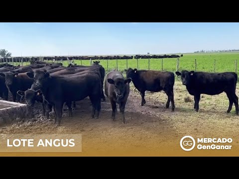 Lote de terneras Angus