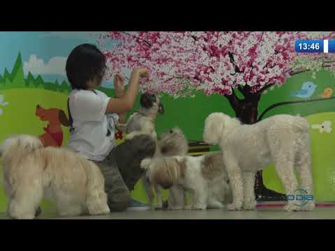 O DIA NEWS 02 01 2020  Pets: hotel para animais