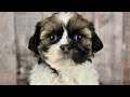 Shih Tzu dogs for sale: Boy Kai - 8932 - Video 1