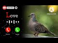 Santhali Mobile Ringtone Santali Ringtone Song Santali Ringtone Video Santali Ringtones Music Song