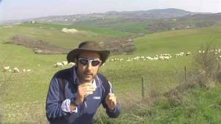 preview picture of video 'The Wild Sheep of Tuscany!'