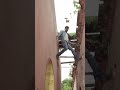Thalapathy Vijay Risky Shoot Jilla Behind The Scenes Jiivaofficial Youtubeshorts Shorts