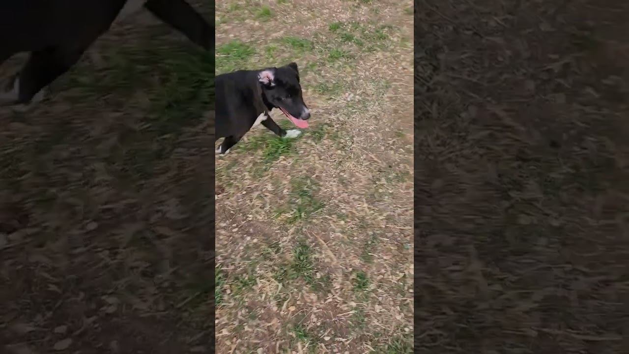 Enlarge Panda, a Adoptable mixed breed in San Antonio, TX video 4/4