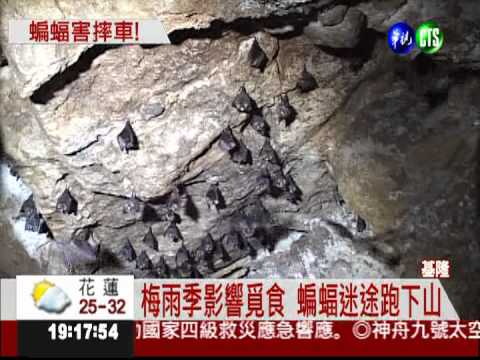 不明物撞臉害摔車 原來是蝙蝠!