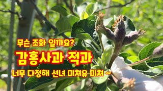 감홍사과 적과 쌍둥이 사과 잘따내야 감홍 사과농사 성공 가을농원 