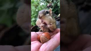 Download lagu mr fuji situpai lucu makan kacang di hutan #shorts #tupai #musang mp3