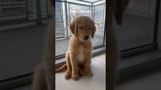 Puppy hiccups