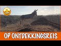 Wandeling met de paarden en ezels! | DierenpraatTV