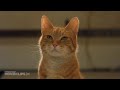 Cat And Dog Sinhala Movie