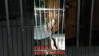 Download lagu Jongkangan / cingcoang coklat trotol gacor mp3