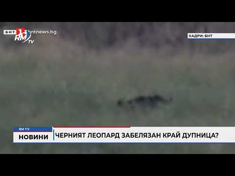 Черният леопард забелязан край Дупница?