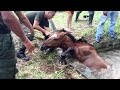 Le cheval lutte pour sa VIE. Puis, un homme fait l'inimaginable pour le sauver!