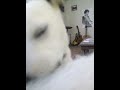 Watch My Puppy Spot Grow Up Part 2