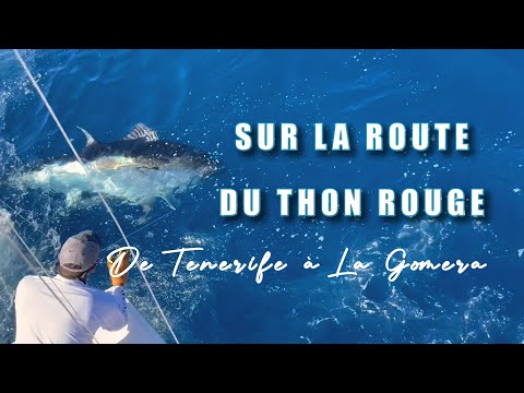 Sur la route du thon rouge, de Tenerife à La Gomera