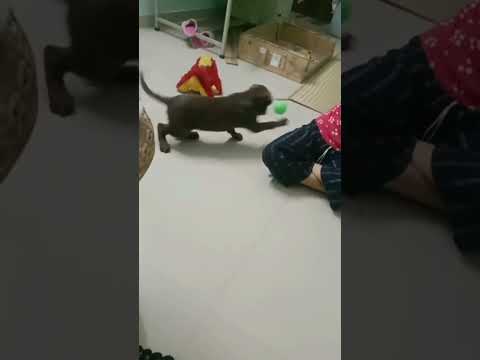 Labrador || Playing with Labrador