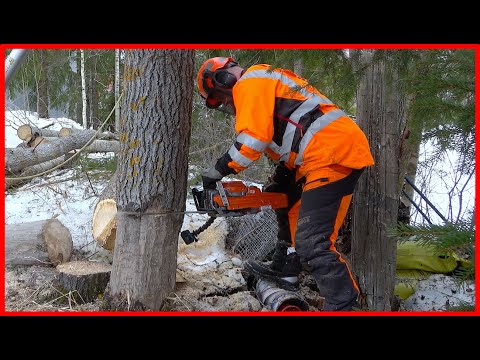 How a Professional Cuts a Rotten Aspen Down With a Chainsaw