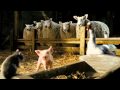 Charlotte S Web Trailer