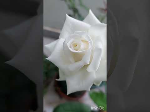 My Roses  #gardening #mygardenflowers #organicallygrown #rose #nature #naturephotography