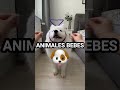 Animales Bebes que de Grandes son Gigantes 😱 PT.2 #youtube #shorts #animales