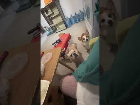 吃個飯至於嗎？怕我丟了？都盯著我幹嘛？法鬥 法國鬥牛犬 傻狗的日常 萌寵法鬥 乾飯狗的日常