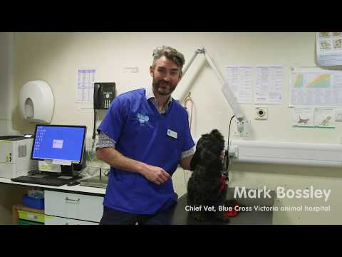 Neutering Your Dog | Spaying & Castration | Blue Cross