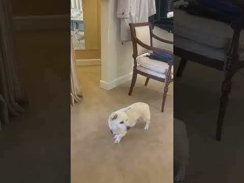 Frosty, an adopted Eskimo Dog & Chihuahua Mix in Imperial Beach, CA_image-1