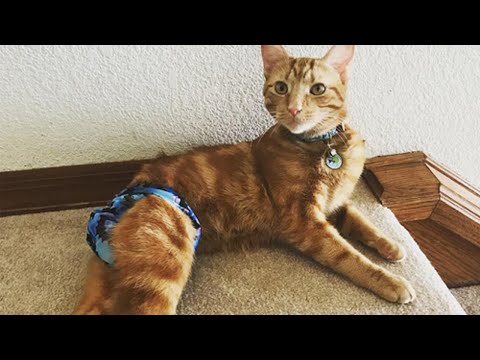 Meet Pebble, The Feisty Tailless Cat With Manx Syndrome Who Is His Mom’s Emotional Support Animal