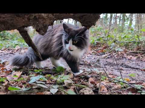 Norwegian Forest Cat: Odin Hood in Norwood Forest