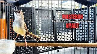 Download lagu suara burung CIBLEK GACOR NGEBREN Pancingan Ciblek Semi bahan jadikan ciblek kristal gacor Tarung mp3