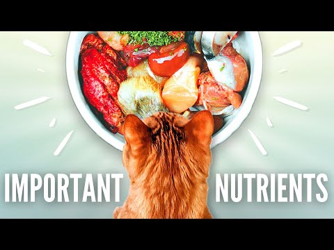 3 Nutrients Your Cat Absolutely NEEDS!