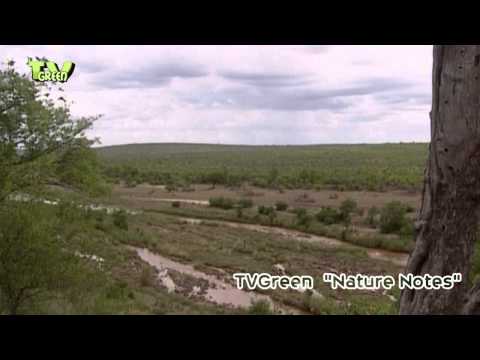 Kruger National Park - hippo - crocodile - lion