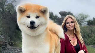 Japanese Akita Inu: Sulit dan Berbahaya atau Anjing yang Sangat Setia?