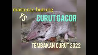 Download lagu masteran murai - tembakan curut bikin ngeri mp3 Download lagu masteran murai - tembakan curut bikin ngeri mp3
